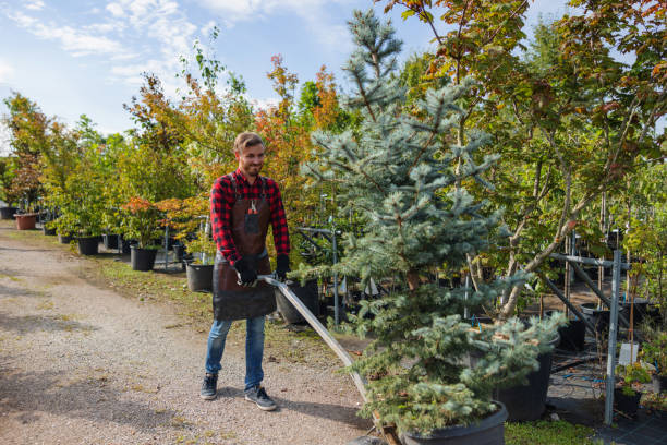 Best Arborist Services Near Me  in Ardmore, AL